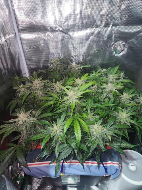 Atrocious auto. Week 11