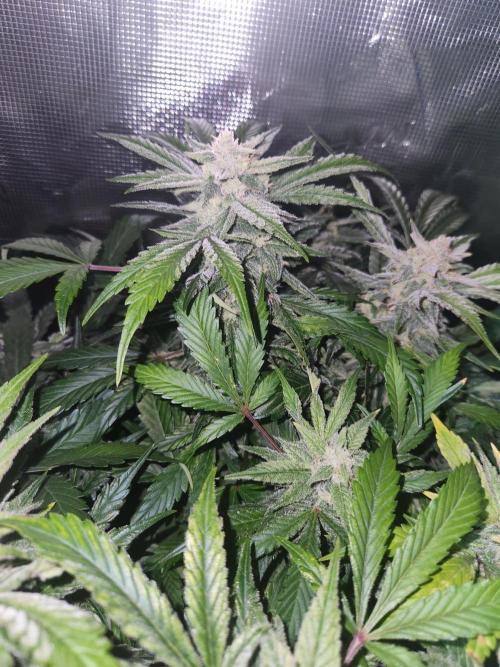 Atrocious auto. Week 11