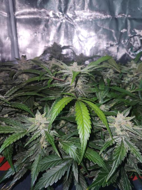 Atrocious auto. Week 11