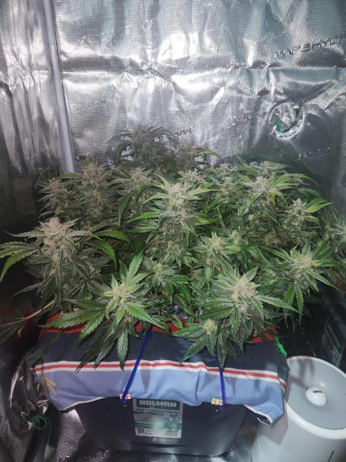 Atrocious auto. Week 12