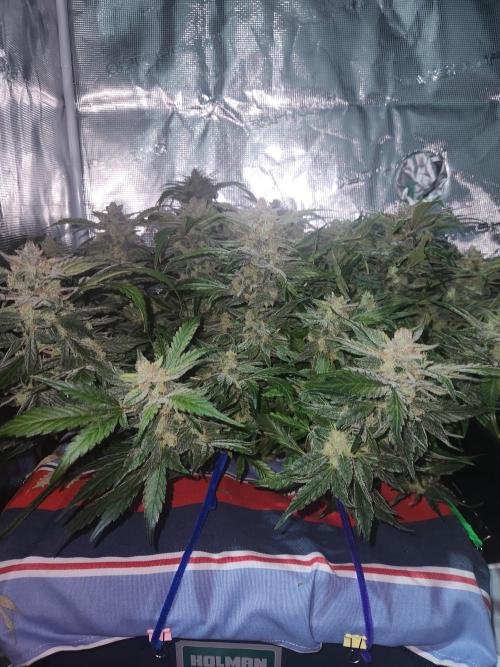 Atrocious auto. Week 12