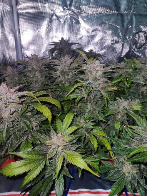 Atrocious auto. Week 13