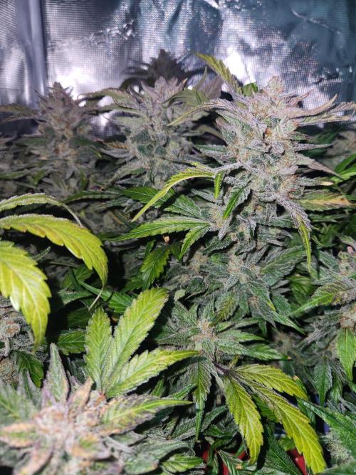 Atrocious auto. Week 13