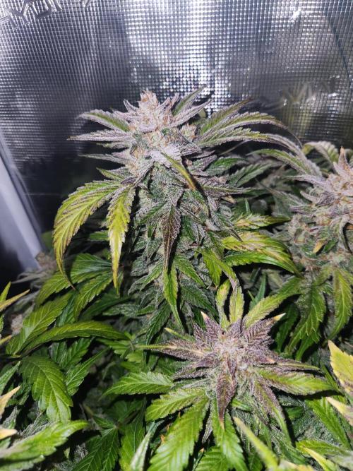 Atrocious auto. Week 13