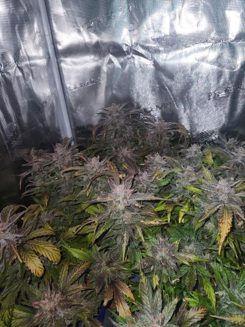 Atrocious auto. Week 14