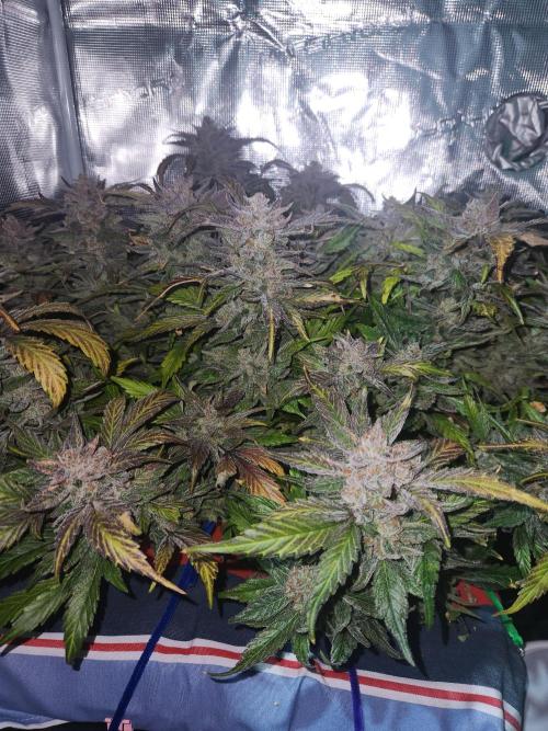 Atrocious auto. Week 14