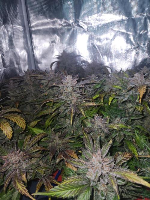 Atrocious auto. Week 14
