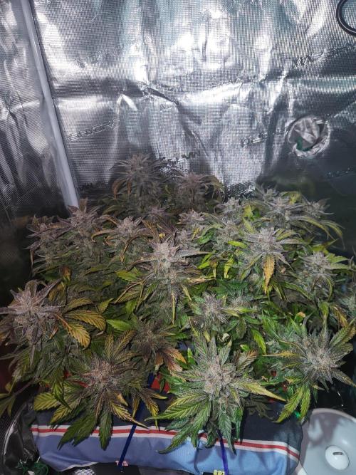 Atrocious auto. Week 14