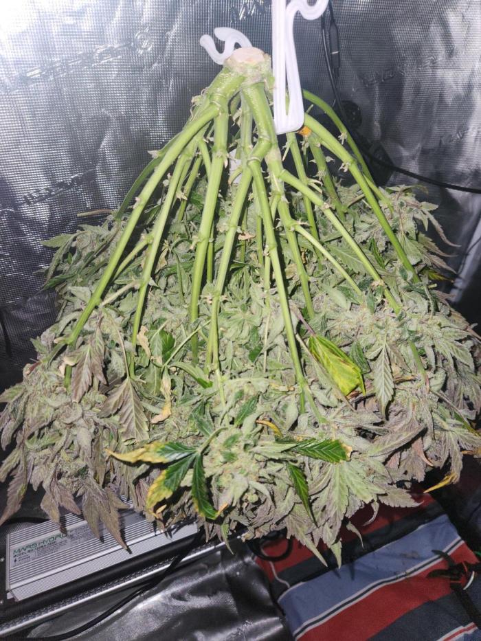 Atrocious auto. Week 16