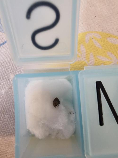 Halloween Grow!!. Week 0