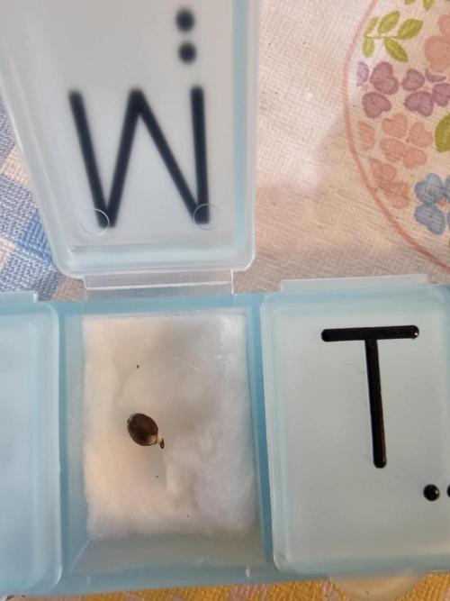 Halloween Grow!!. Week 0