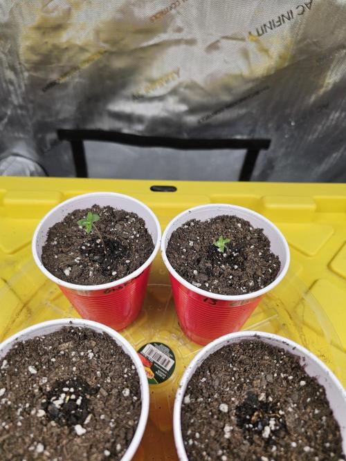 Halloween Grow!!. Week 1