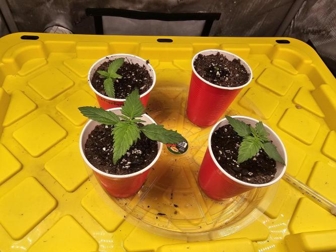 Halloween Grow!!. Week 1