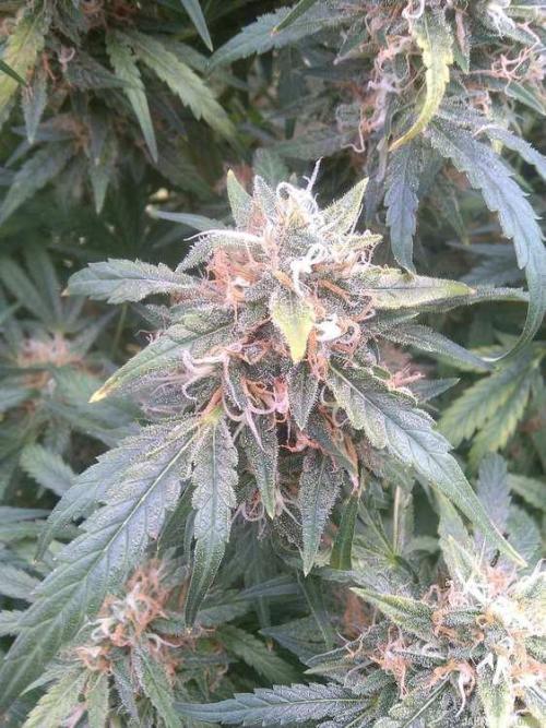 AK-47/Serious/HPS250/AN(Iguana). Week 8
