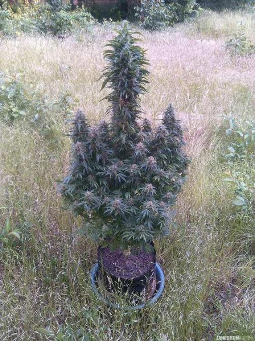 AK-47/Serious/HPS250/AN(Iguana). Week 8