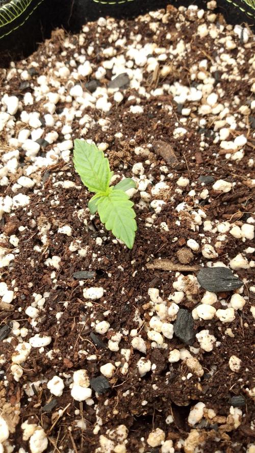 420fastbuds orange president. Week 1