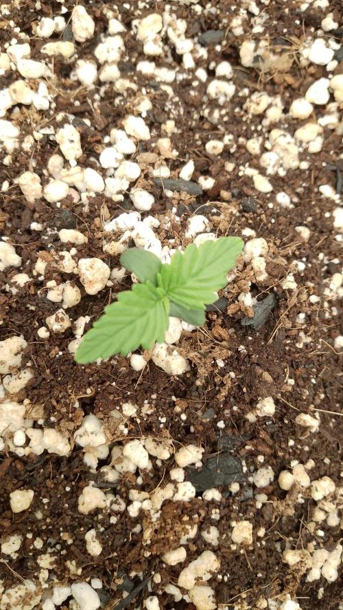 420fassbuds KamalaOG. Week 1