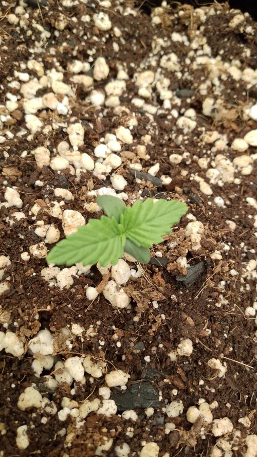 420fassbuds KamalaOG. Week 1