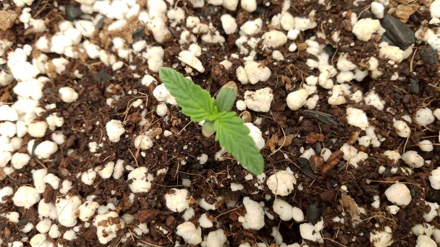 420fastbuds sour jealousy. Week 1