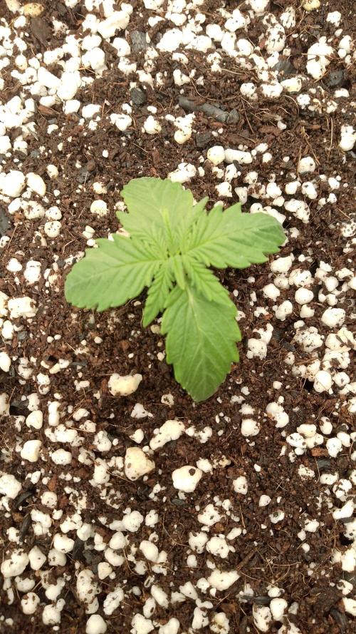 420fastbuds sour jealousy. Week 2