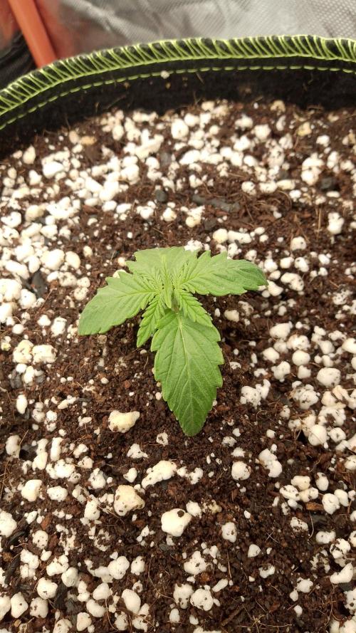 420fastbuds sour jealousy. Week 2