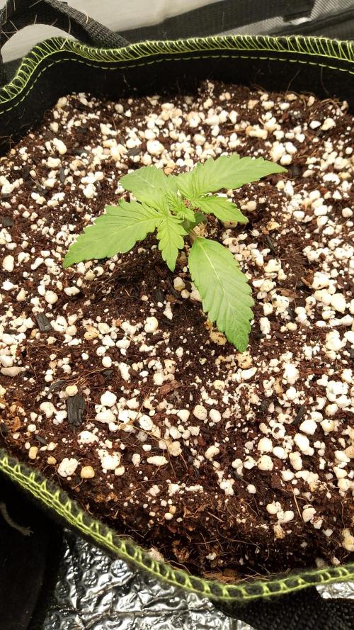 420fassbuds KamalaOG. Week 2