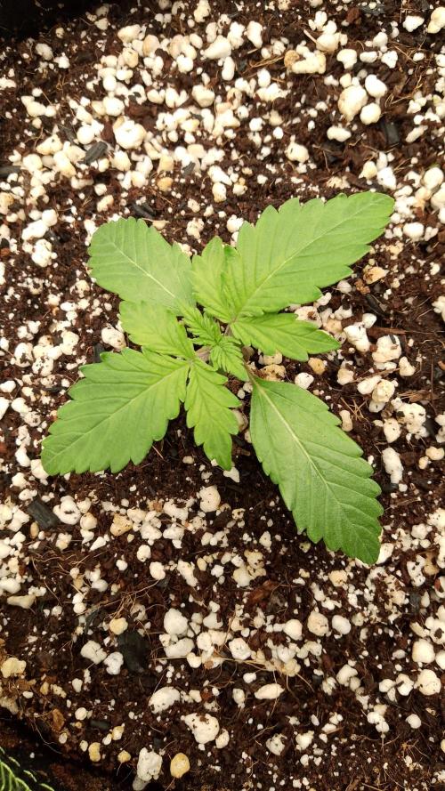 420fassbuds KamalaOG. Week 2