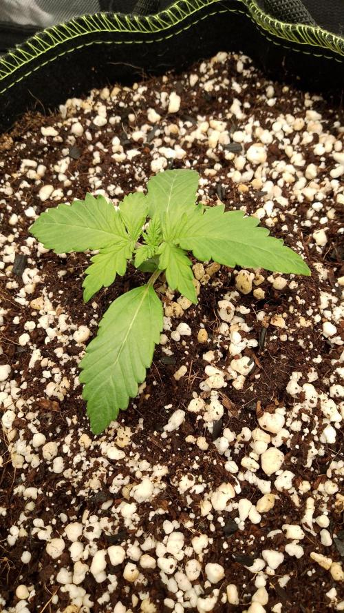 420fassbuds KamalaOG. Week 2