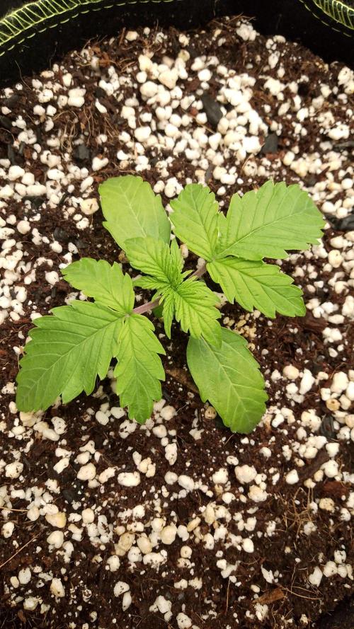 420fastbuds orange president. Week 2