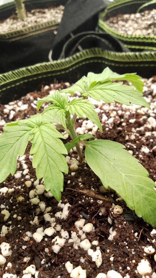 420fastbuds orange president. Week 2