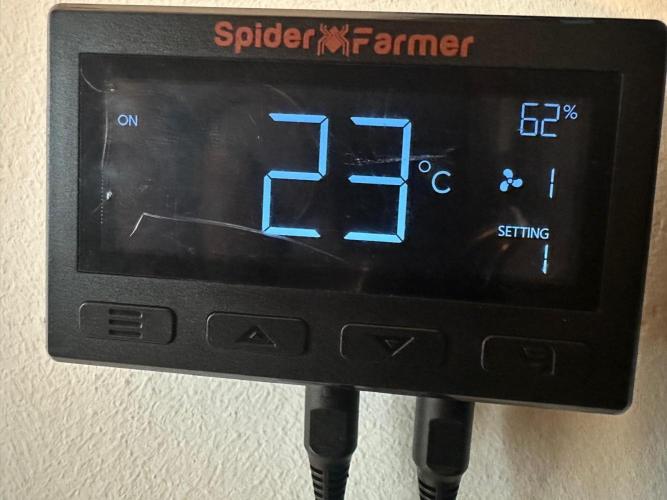 Winter Garden. Week 8