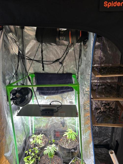 Winter Garden. Week 8