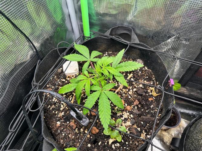 Winter Garden. Week 8