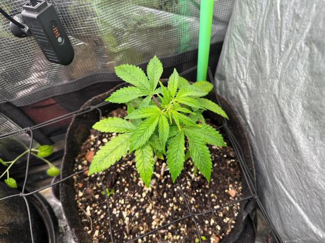 Winter Garden. Week 8