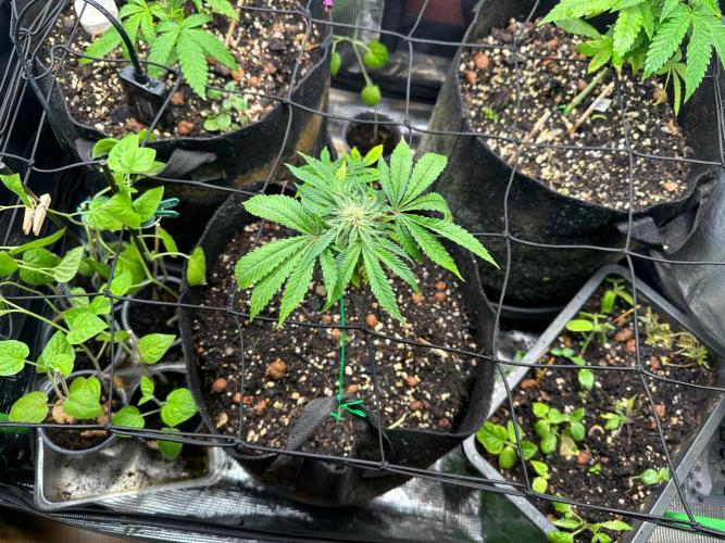 Winter Garden. Week 8