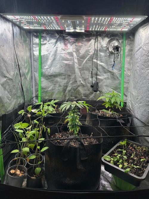 Winter Garden. Week 8