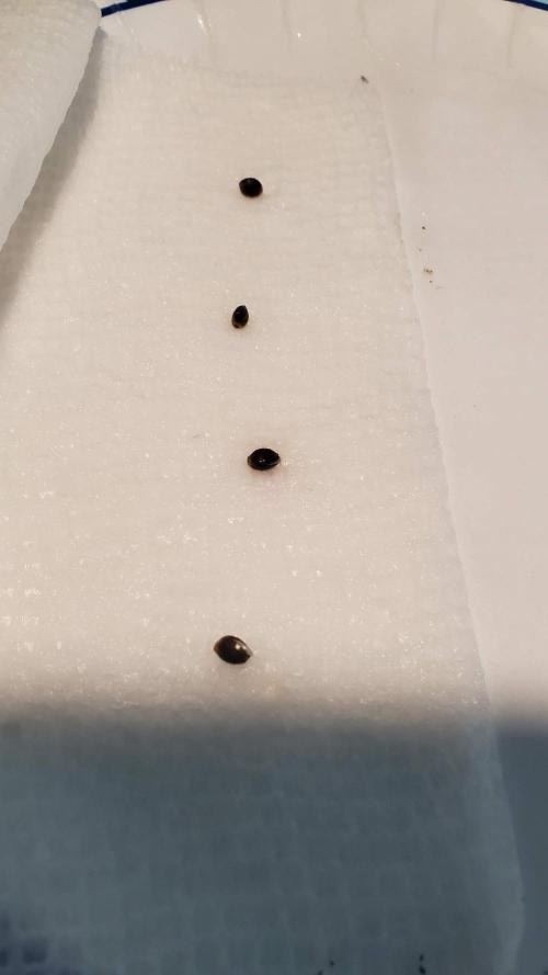 Slightly Stoopid Fruits - Humboldt SC. Week 0