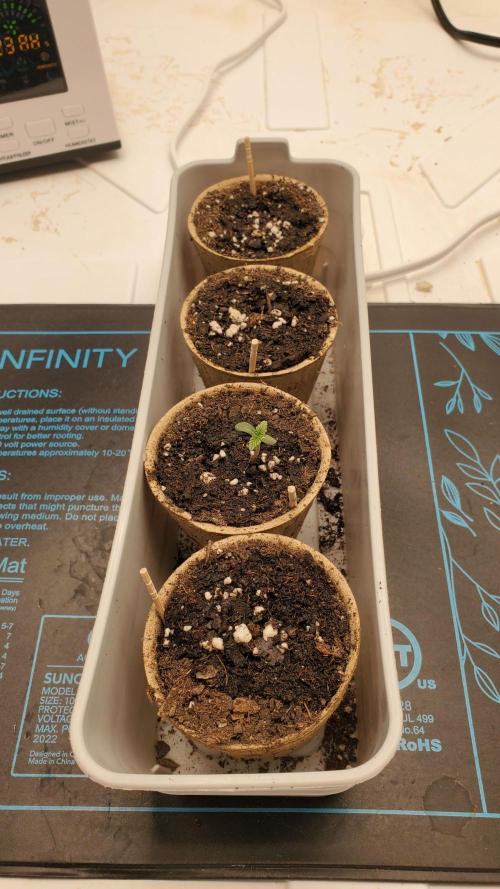 Slightly Stoopid Fruits - Humboldt SC. Week 0