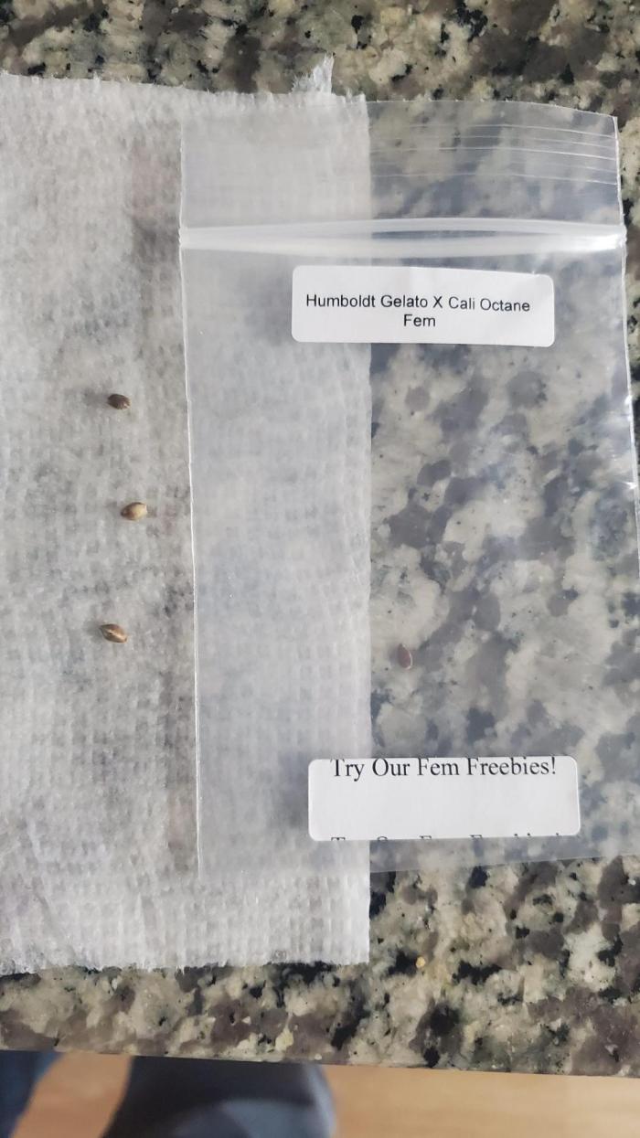 Humboldt Gelato X Cali Octane. Week 0