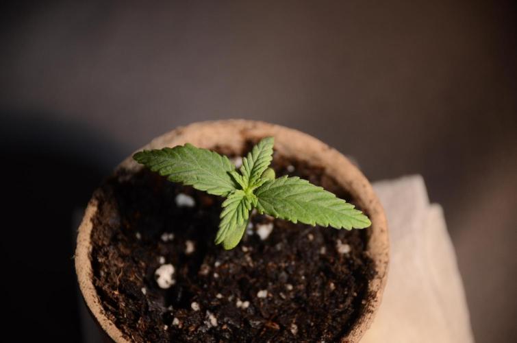 Slightly Stoopid Fruits - Humboldt SC. Week 0 - 12/15/25