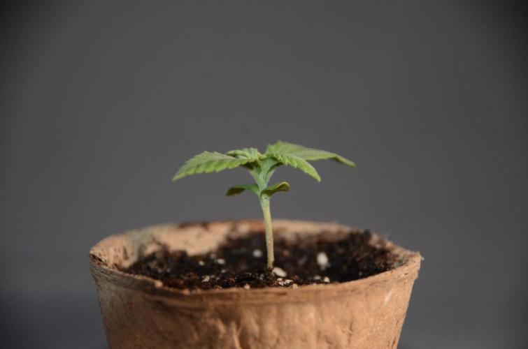 Slightly Stoopid Fruits - Humboldt SC. Week 0 - 12/15/25