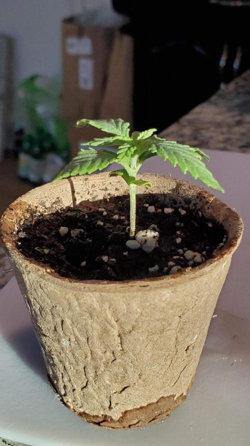 Slightly Stoopid Fruits - Humboldt SC. Week 1 - 12/18 Jiffy Pot 1