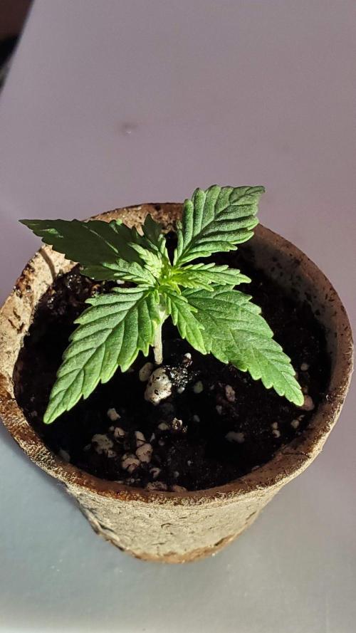 Slightly Stoopid Fruits - Humboldt SC. Week 1 - 12/18 Jiffy Pot 1