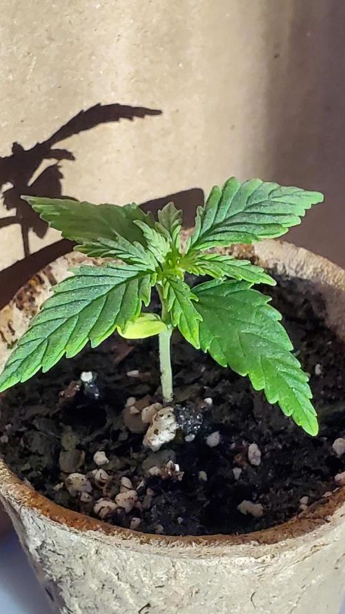 Slightly Stoopid Fruits - Humboldt SC. Week 1 - 12/18 Jiffy Pot 1