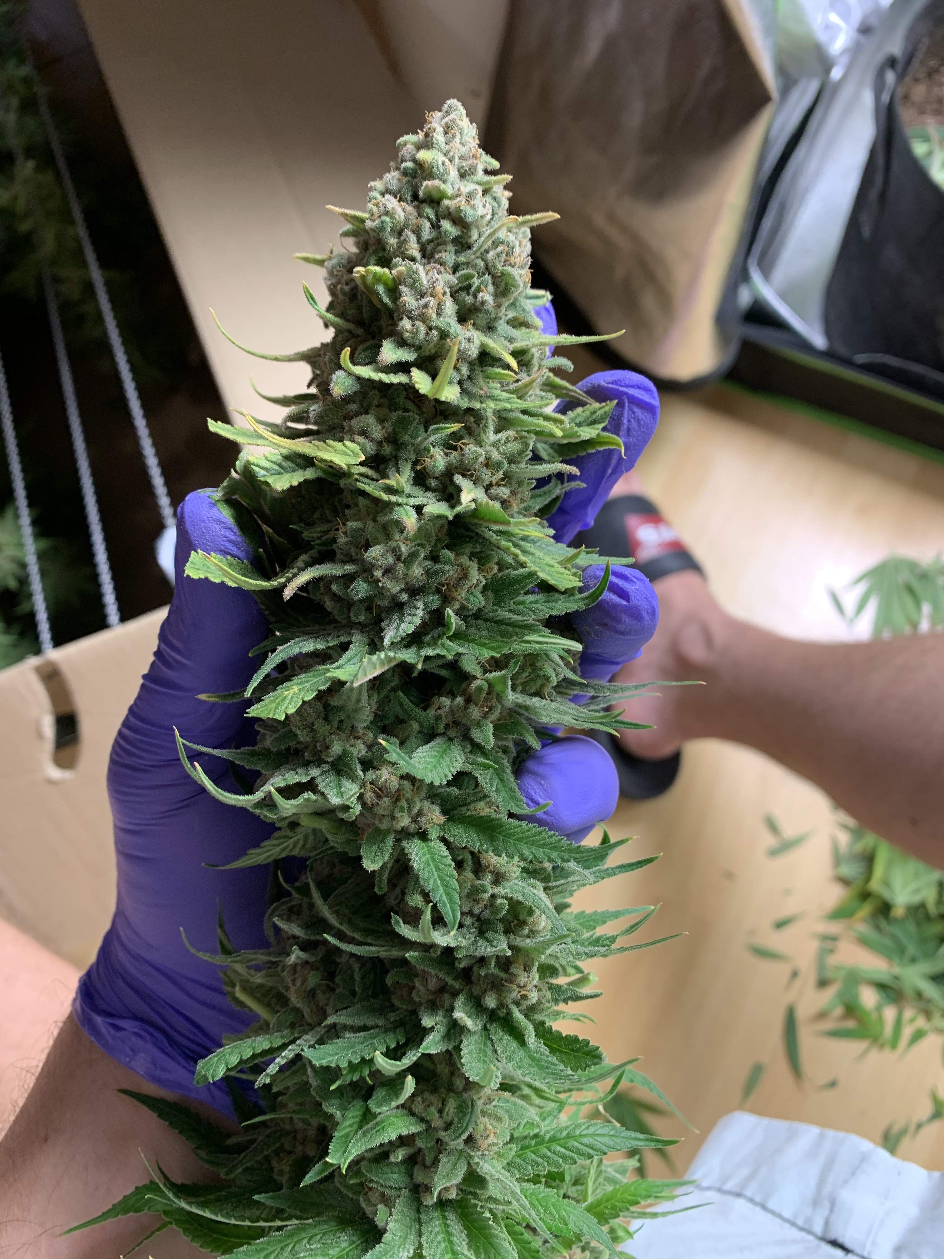 Green House Seed Co. Banana Krumble grow diary (journal) harvest17 by Removed GrowDiaries