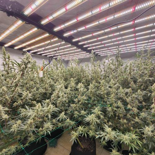 Nana Glue. Week 10