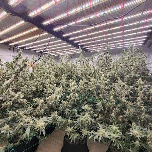 Nana Glue. Week 11
