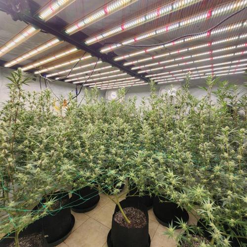 Nana Glue. Week 10