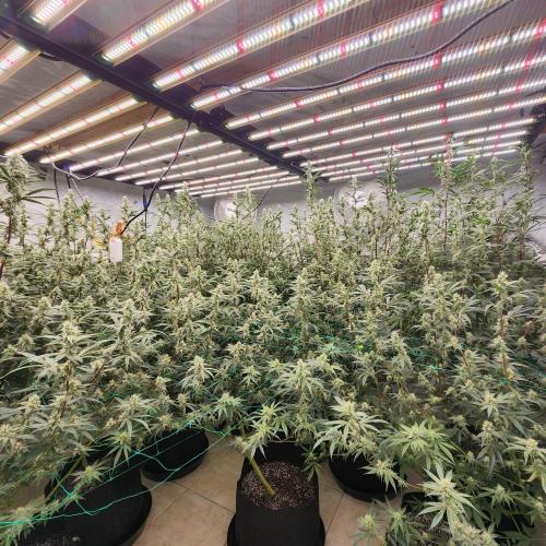 Nana Glue. Week 10