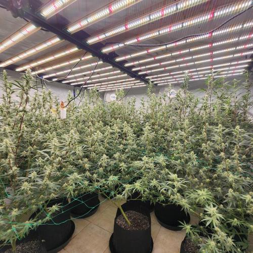 Nana Glue. Week 10